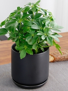 找植物租摆公司？前湾这家超靠谱！