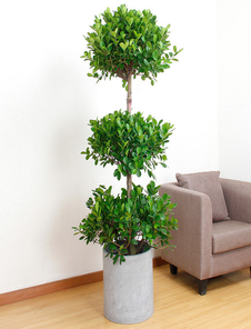 宁波慈溪盆景租赁价格实惠