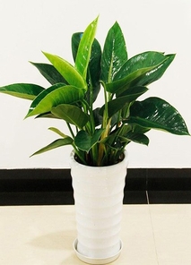 花卉租赁新宠！前湾花木出租，服务一流超省心！